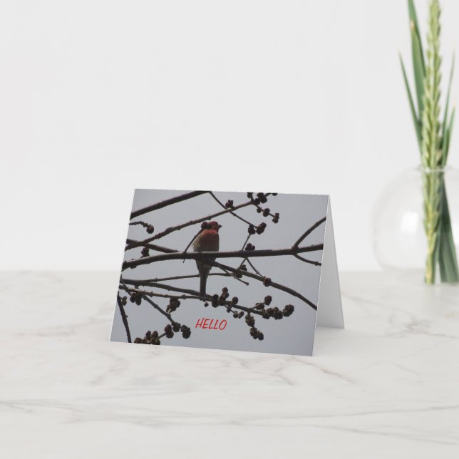 Purple Finch, Bright and Cheery Card (Front)