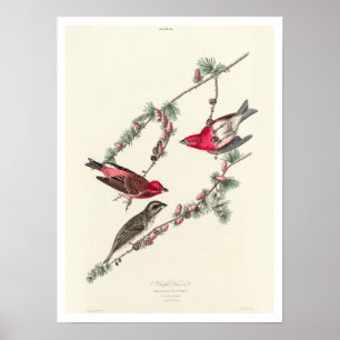 Purple Finch by Audubon Poster
