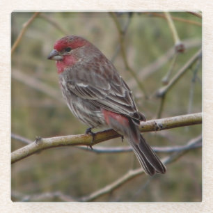 Purple Finch Glass Coaster