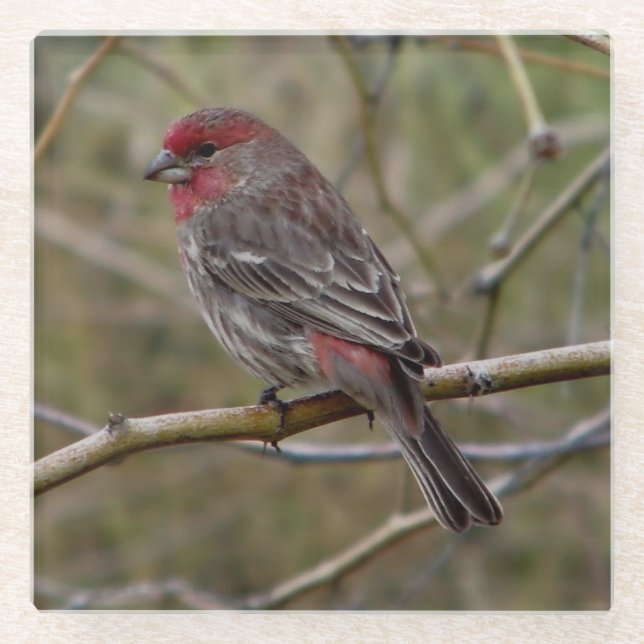 Purple Finch Glass Coaster (Front)