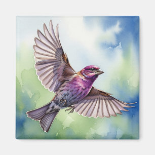 Purple Finch in flight Magnet