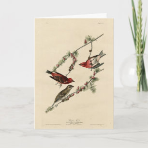 Purple Finch - John J. Audubon's Birds of America Card