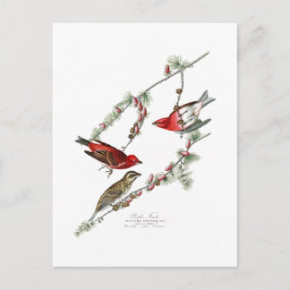 Purple Finch John James Audubon Birds of America Postcard
