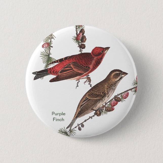 Purple Finch, John James Audubon, Birdwatcher Bird 6 Cm Round Badge (Front)