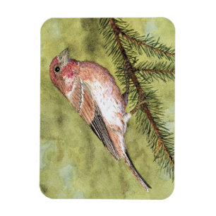Purple Finch Magnet