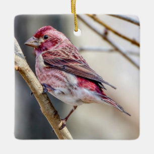 Purple Finch Ornament