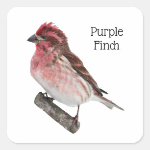 Purple Finch Square Sticker