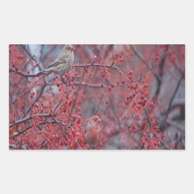 Purple Finches Rectangular Sticker (Front)