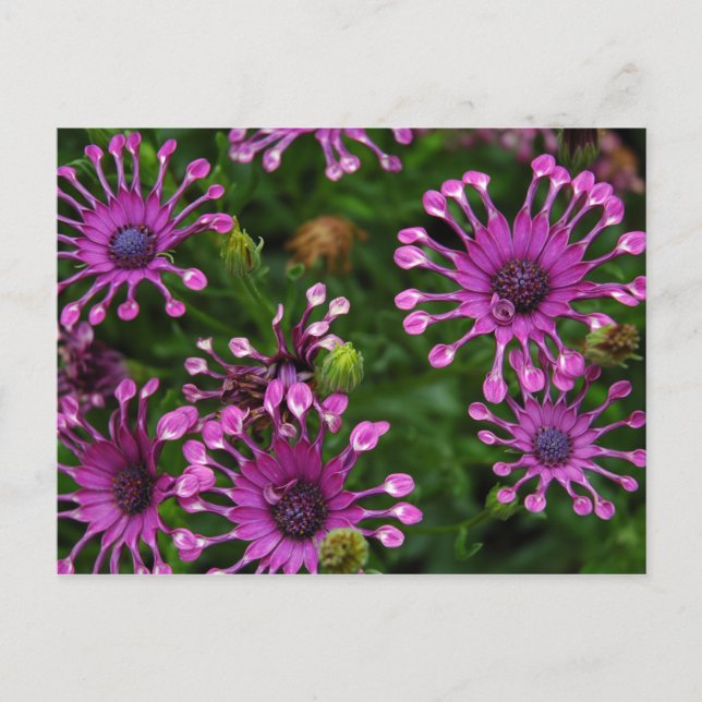 Purple Firework Flowers Postcard (Front)