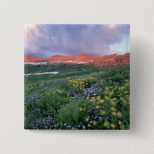 Purple Fleabane (erigeron peregrinus) and Yellow 15 Cm Square Badge