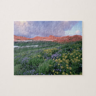 Purple Fleabane (erigeron peregrinus) and Yellow Jigsaw Puzzle