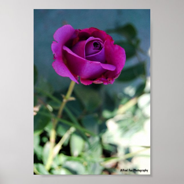 Purple Floral Rose Poster (Front)