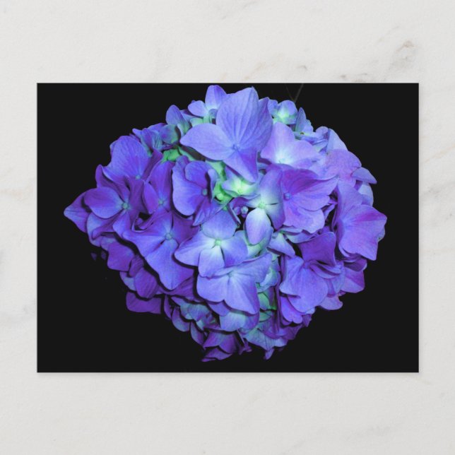 Purple floral teal floral hydrangea  postcard (Front)