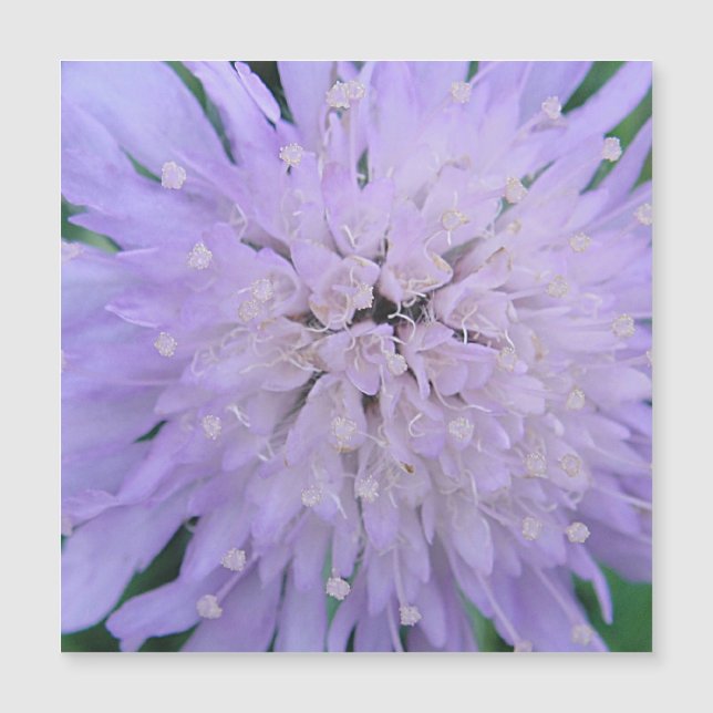 Purple flower (Front)