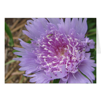 Purple flower