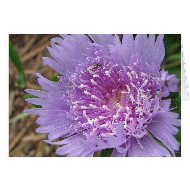 Purple flower (Front Horizontal)