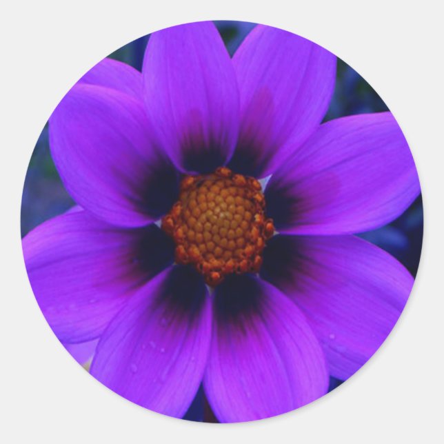 Purple Flower at Dusk Classic Round Sticker (Front)