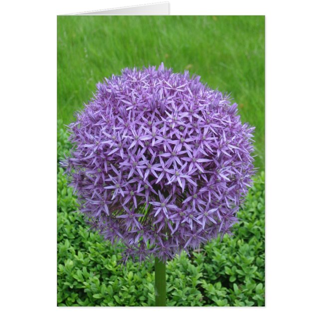 Purple Flower Ball (Front)