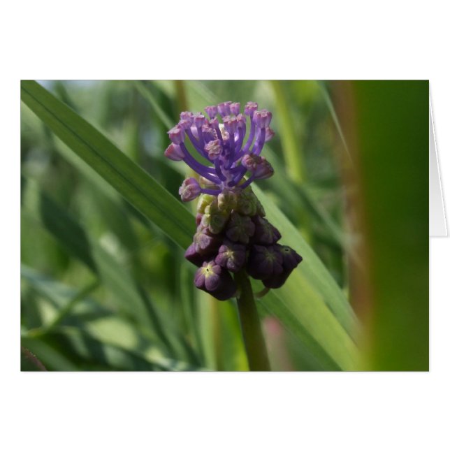 Purple Flower Card (Front Horizontal)