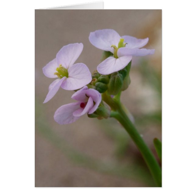 Purple Flower Card (Front)