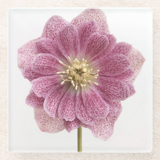 Purple Flower Glass Coaster (Front)