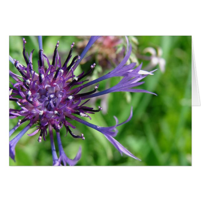Purple Flower Macro Photo (Front Horizontal)