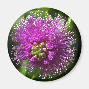 purple flower magnet