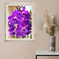 Purple Flower Moon Orchid Tropical Plant