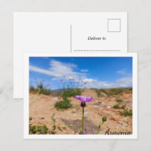 Purple flower of Armenia