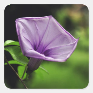 Purple Flower on Green Background Square Sticker