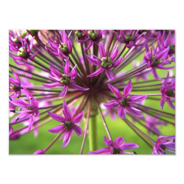 Purple Flower Photography Photo Print (Front)