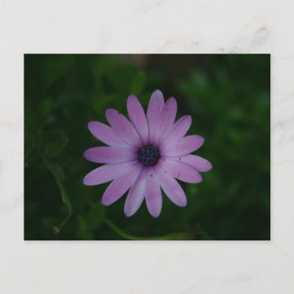 Purple Flower Photography Postcard