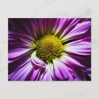 Purple Flower Post Card