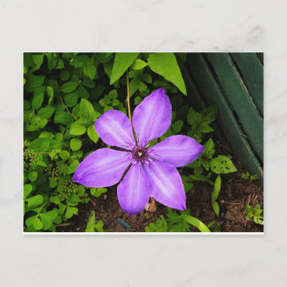 Purple flower postcard