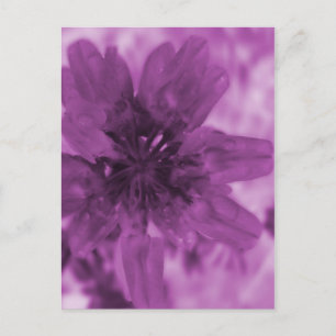 Purple Flower Postcard