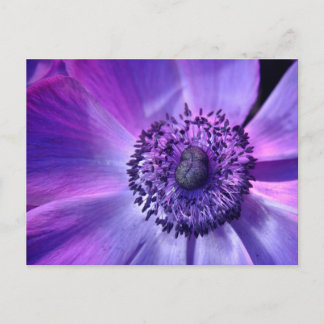 Purple flower postcard