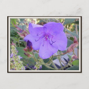 Purple Flower Postcard