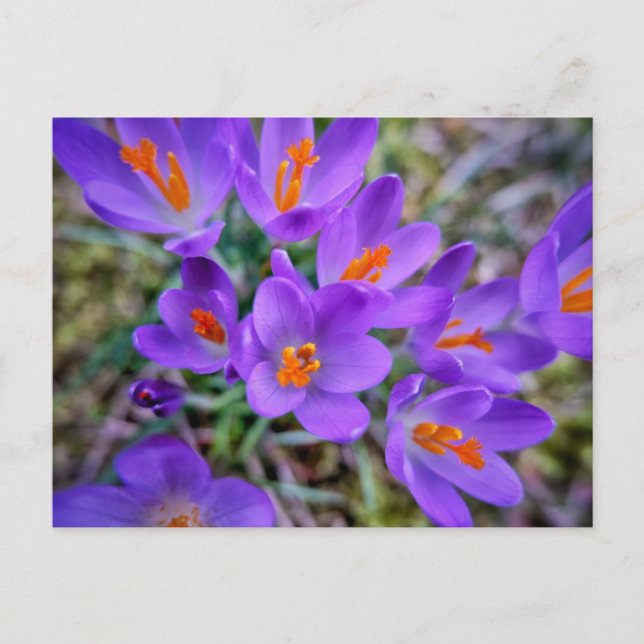 Purple Flower  Postcard (Front)