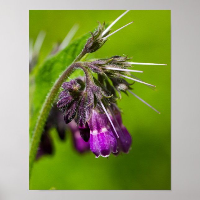 Purple Flower Poster (Front)