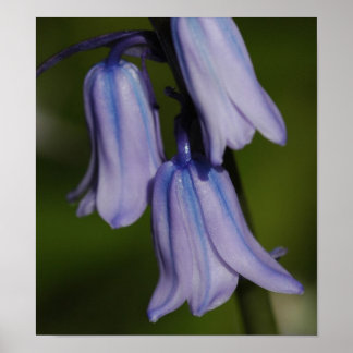 Purple Flower Poster