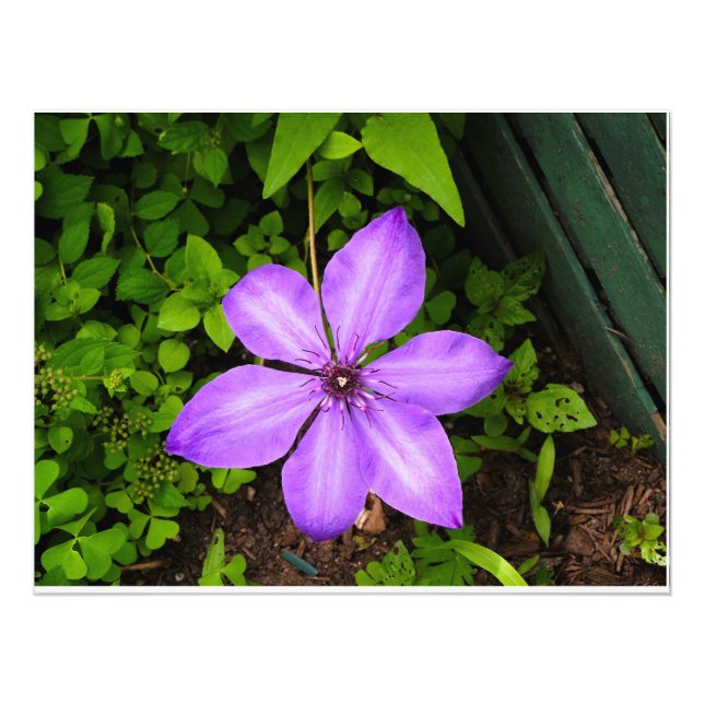 Purple flower print (Front)