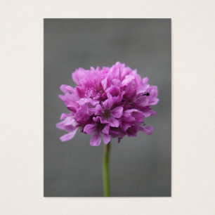 purple flower with ant