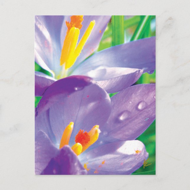 Purple Flower With Dew Elegant Nature Postcard (Front)