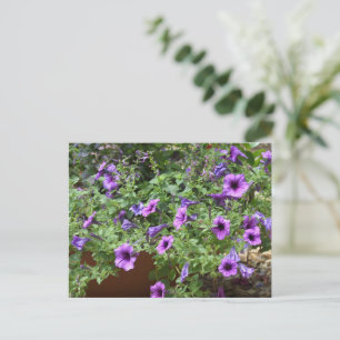Purple flowerbed flowers postcard