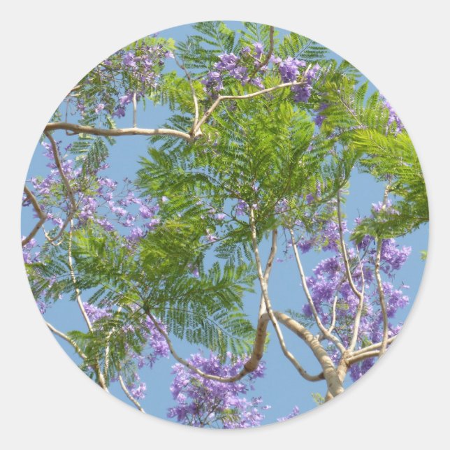 purple flowered jacaranda tree against blue sky classic round sticker (Front)