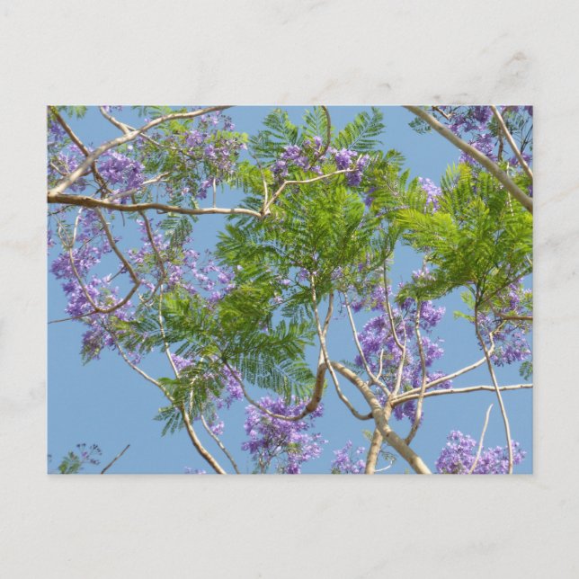 purple flowered jacaranda tree against blue sky postcard (Front)