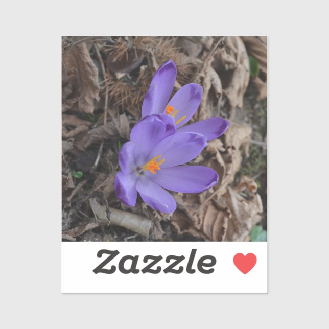 Purple flowering Woodland Crocus   (Sheet)