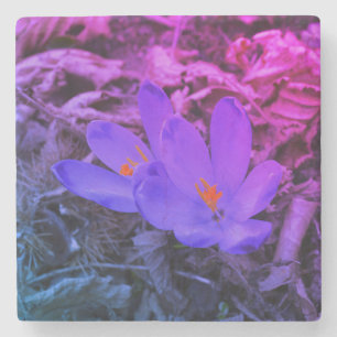 Purple flowering Woodland Crocus Stone Coaster