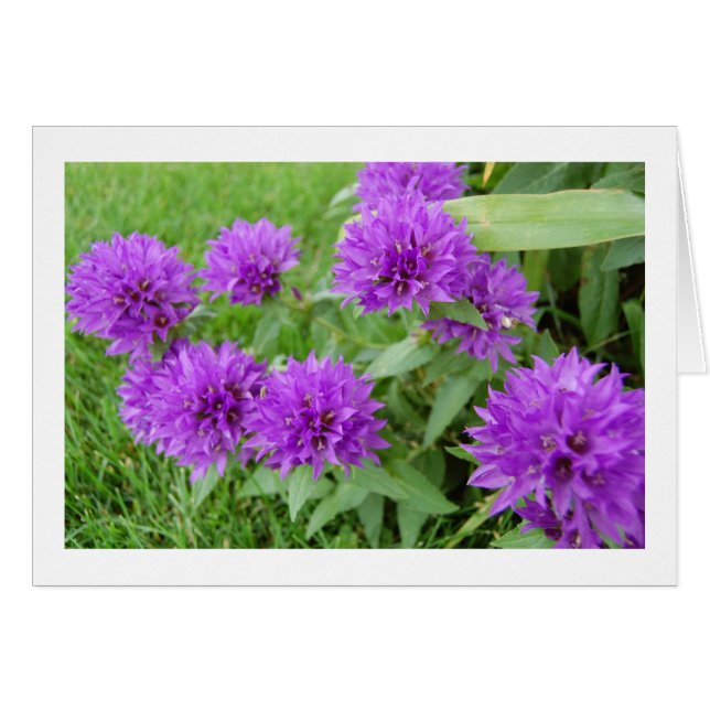 purple flowers (Front Horizontal)