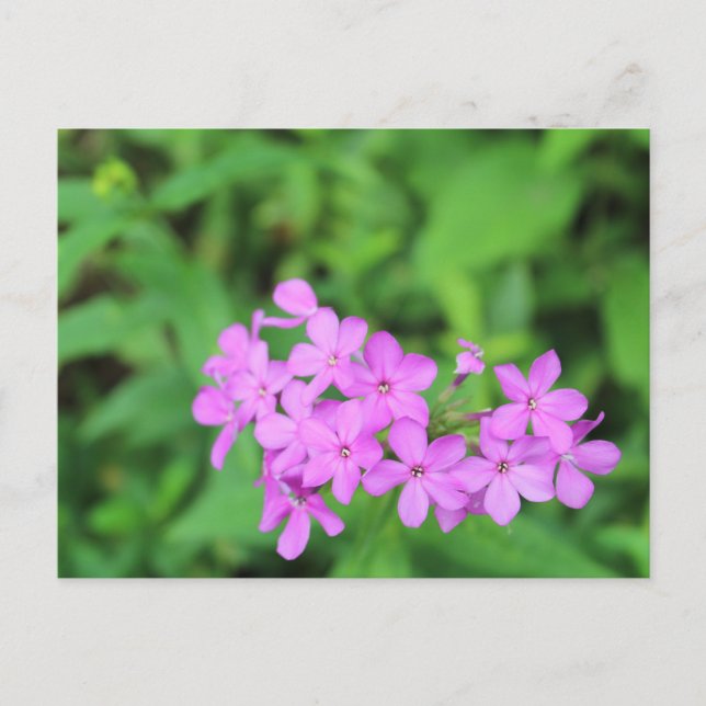 Purple Flowers #4 Postcard (Front)